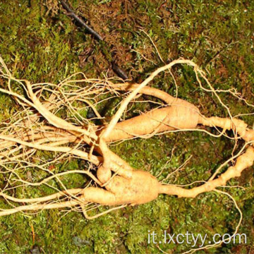 tè alla salute del ginseng selvatico